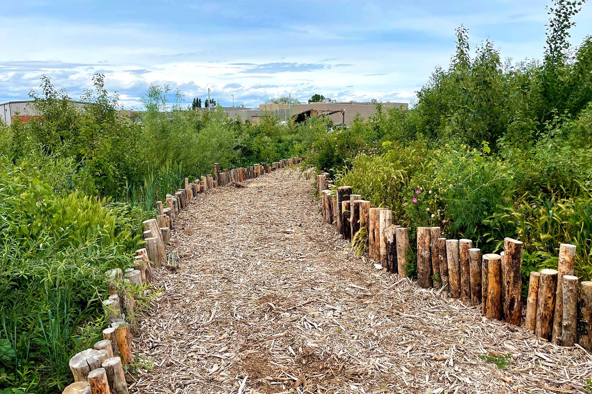 Lush green forest canopy